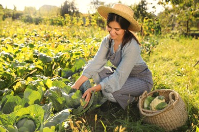 Photo of Woman harvesting fresh ripe cabbages on farm