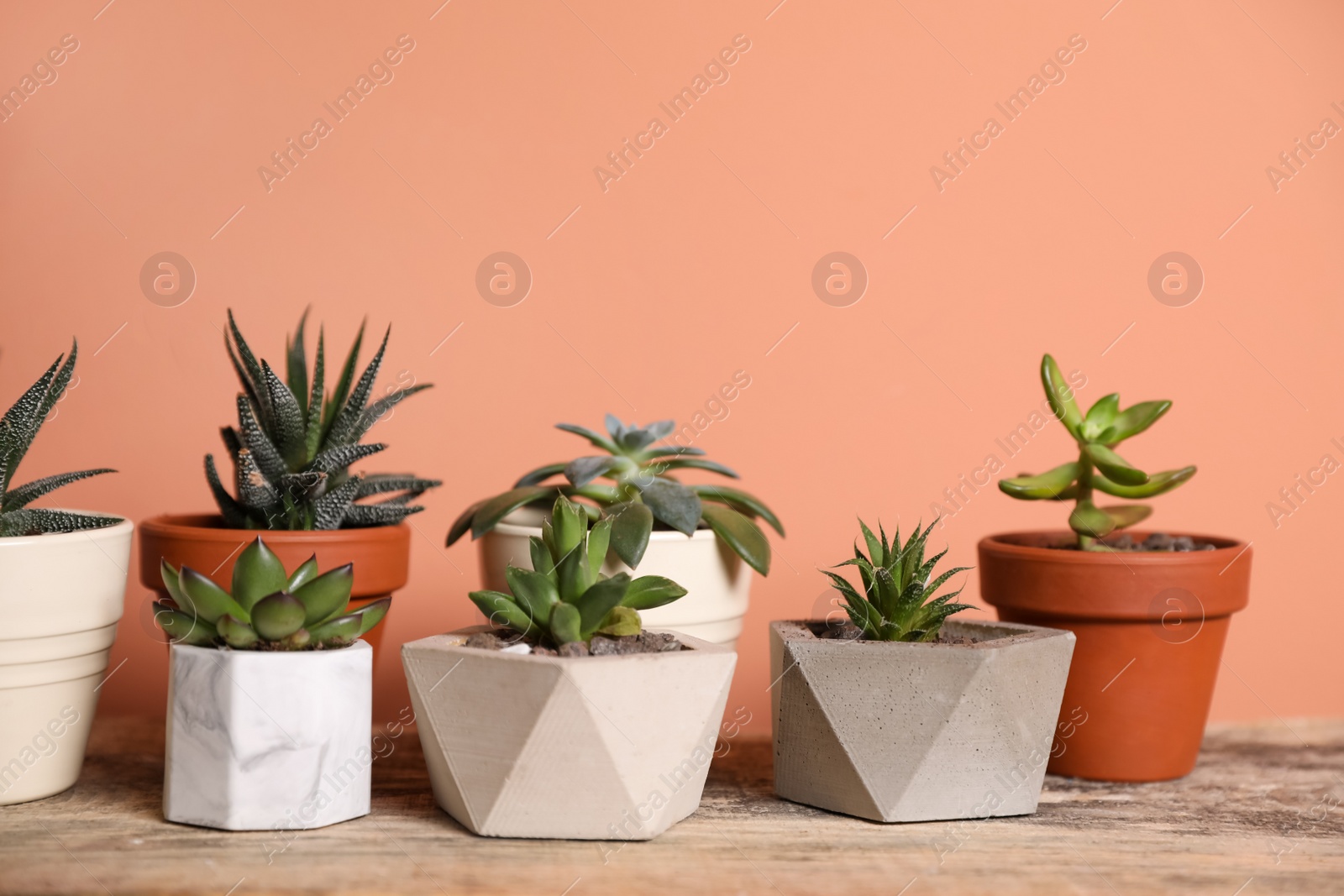 Photo of Beautiful succulents on wooden table. Interior decoration