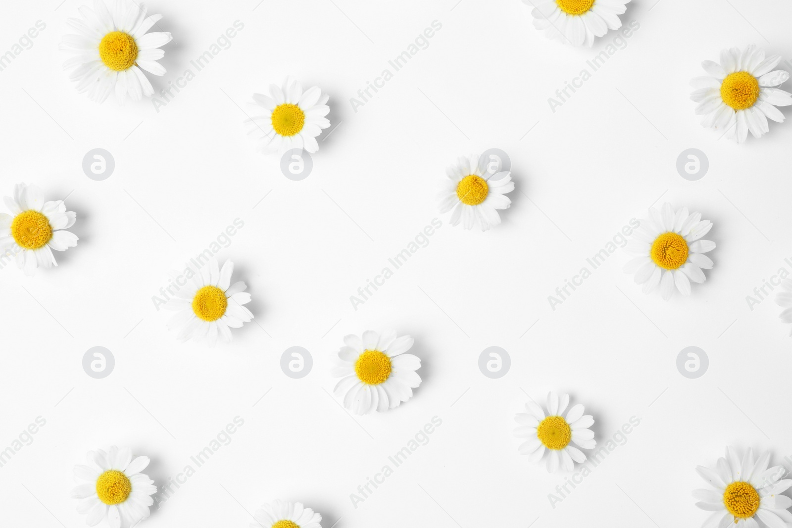 Photo of Flat lay composition with fresh chamomiles on white background