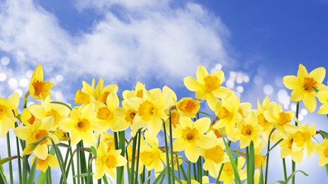 Image of Beautiful yellow daffodils outdoors on sunny day. Banner design 