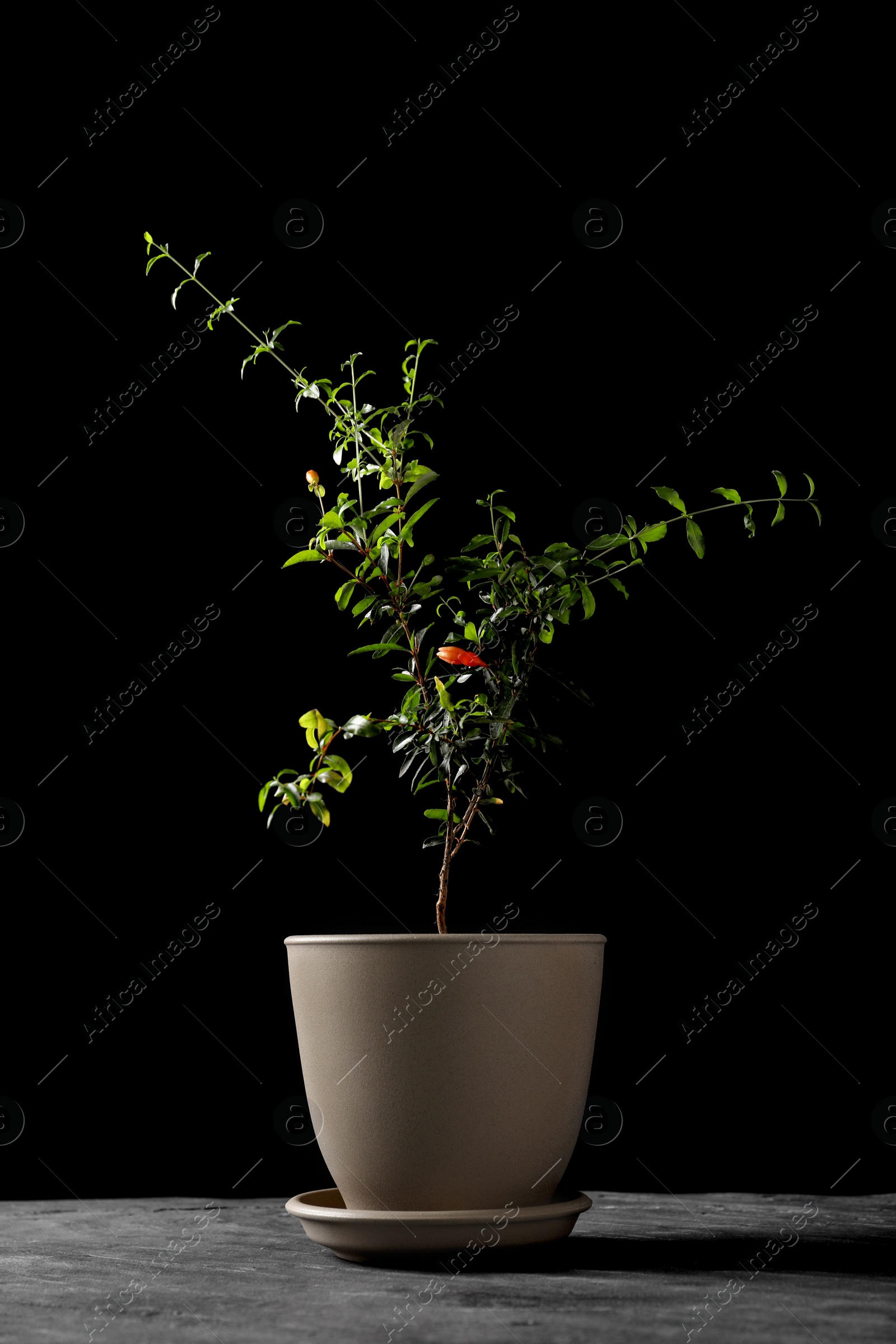 Photo of Pomegranate plant with green leaves in pot on grey table against black background