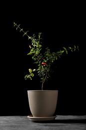 Photo of Pomegranate plant with green leaves in pot on grey table against black background