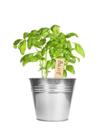 Image of Green basil with tag in pot isolated on white