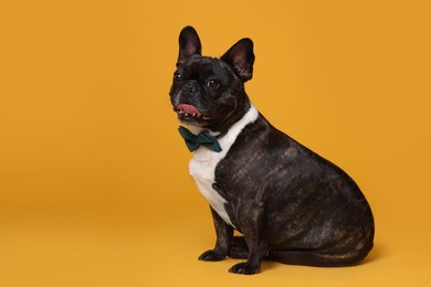 Photo of Adorable French Bulldog with bow tie on orange background, space for text