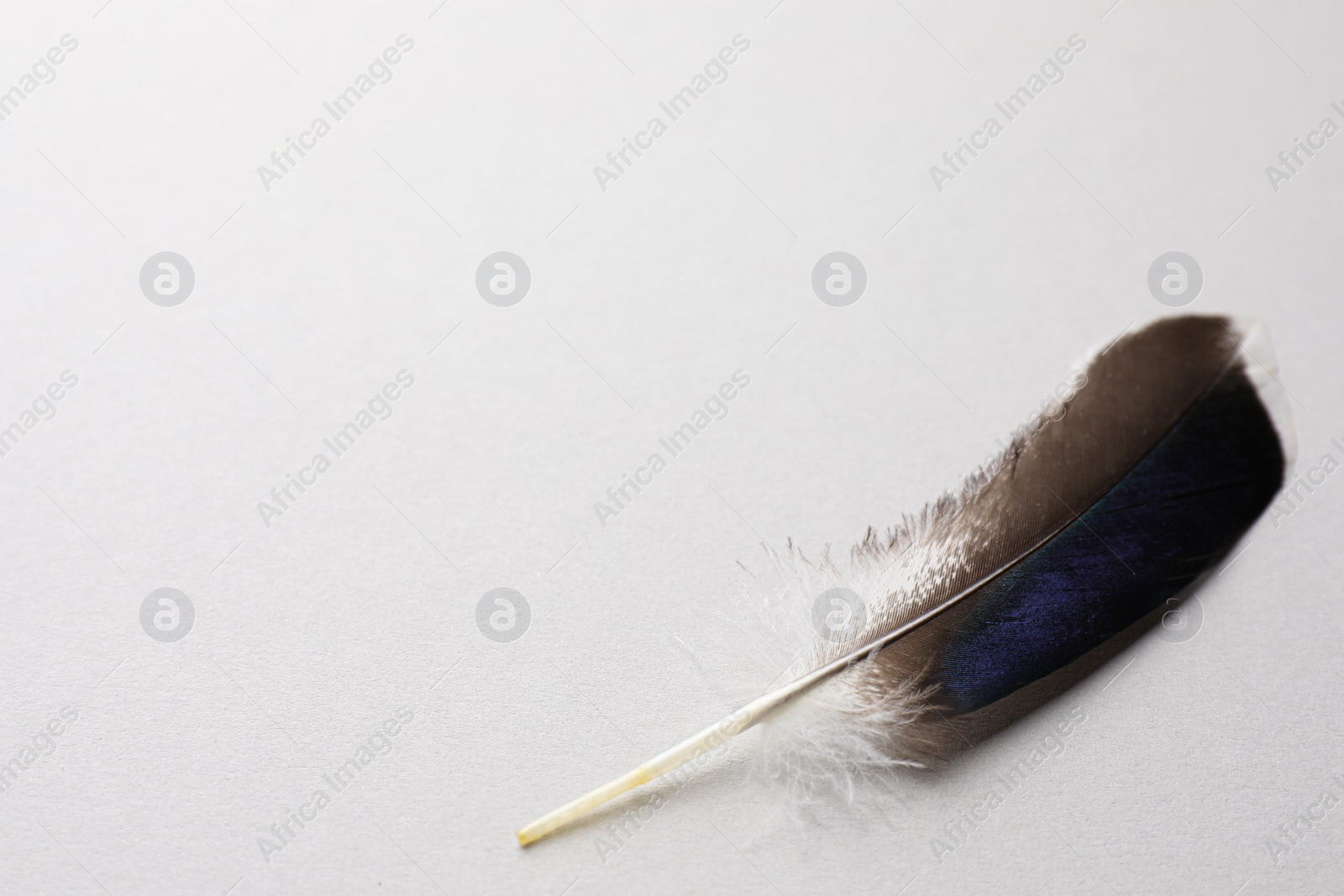 Photo of One beautiful bird feather on white background, closeup. Space for text