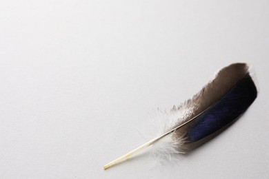 Photo of One beautiful bird feather on white background, closeup. Space for text