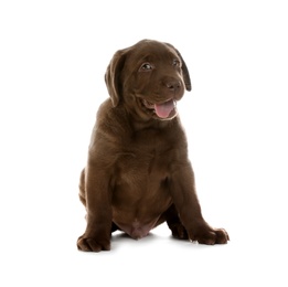 Photo of Chocolate Labrador Retriever puppy on white background