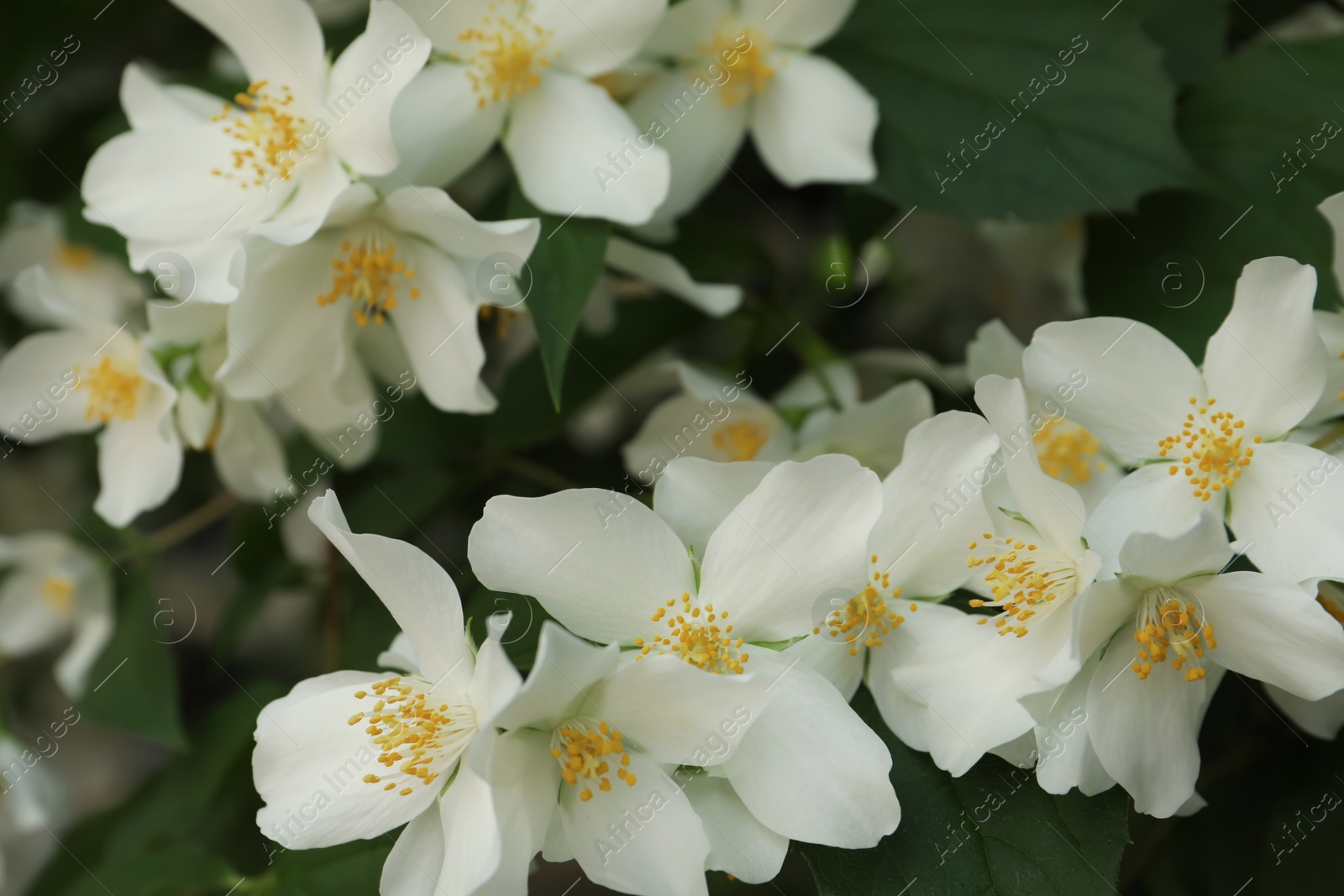 Photo of Beautiful blooming white jasmine shrub outdoors, closeup