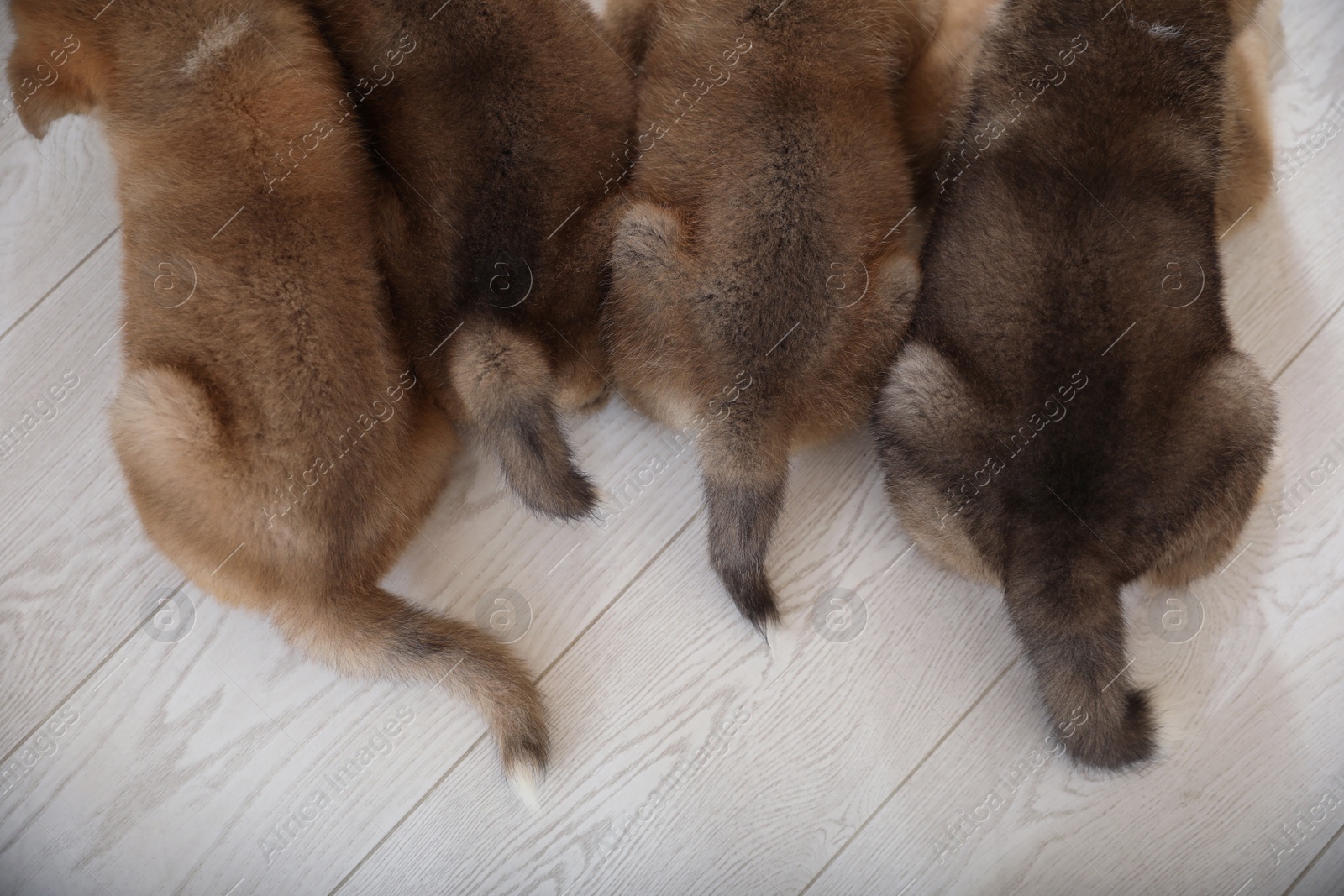 Photo of Adorable Akita Inu puppies indoors, top view