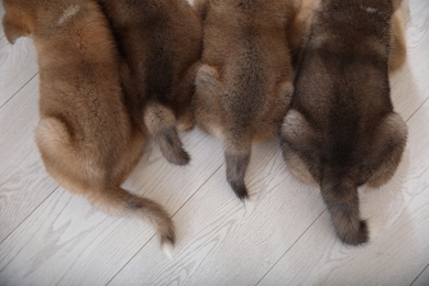 Photo of Adorable Akita Inu puppies indoors, top view