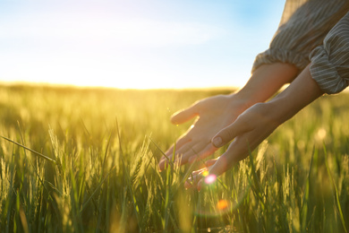 Woman in field with unripe spikes on sunny day, closeup