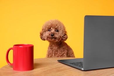Photo of Cute Maltipoo dog at desk with laptop and red cup against orange background