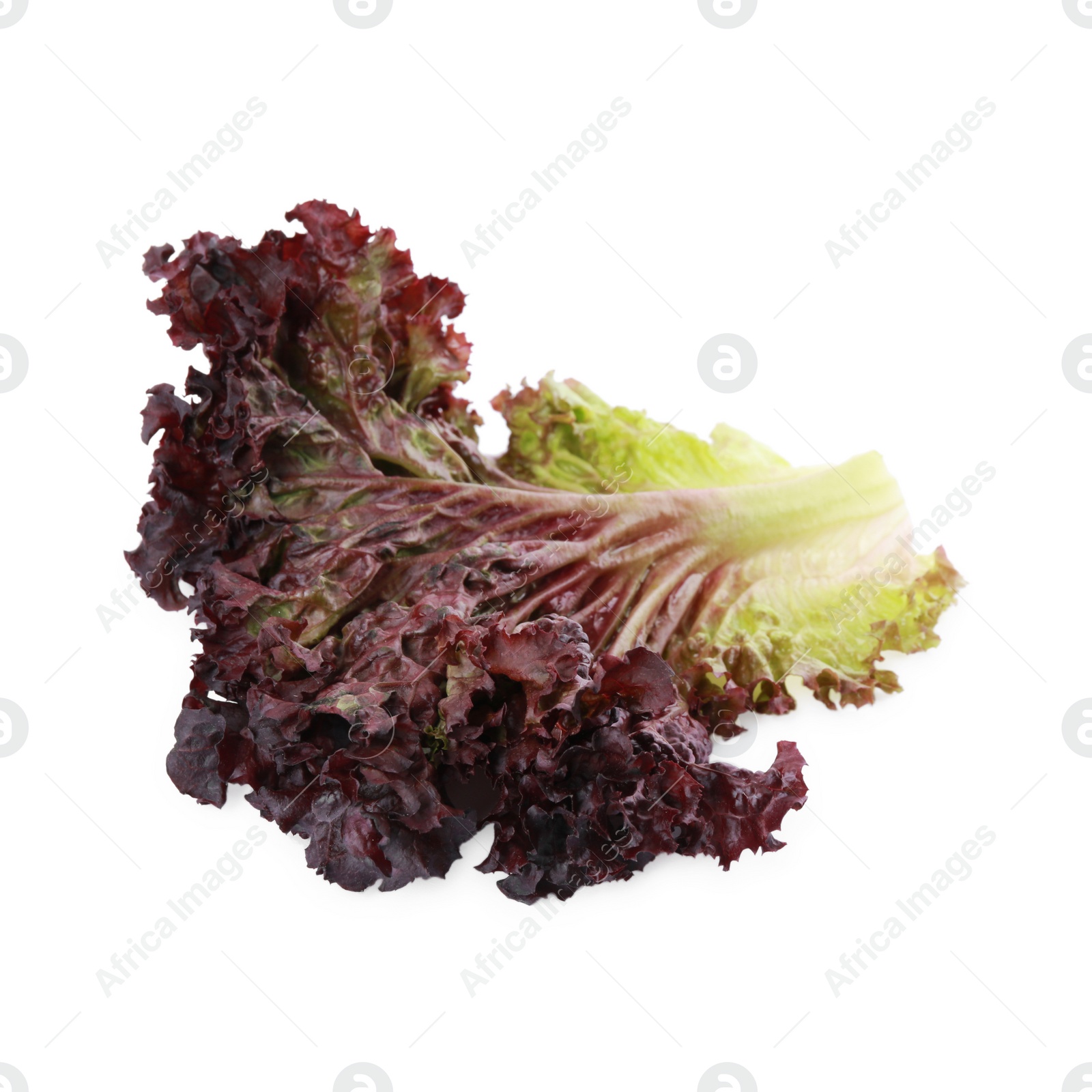 Photo of Leaf of fresh red coral lettuce isolated on white