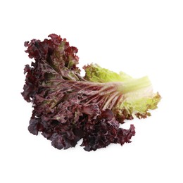 Photo of Leaf of fresh red coral lettuce isolated on white