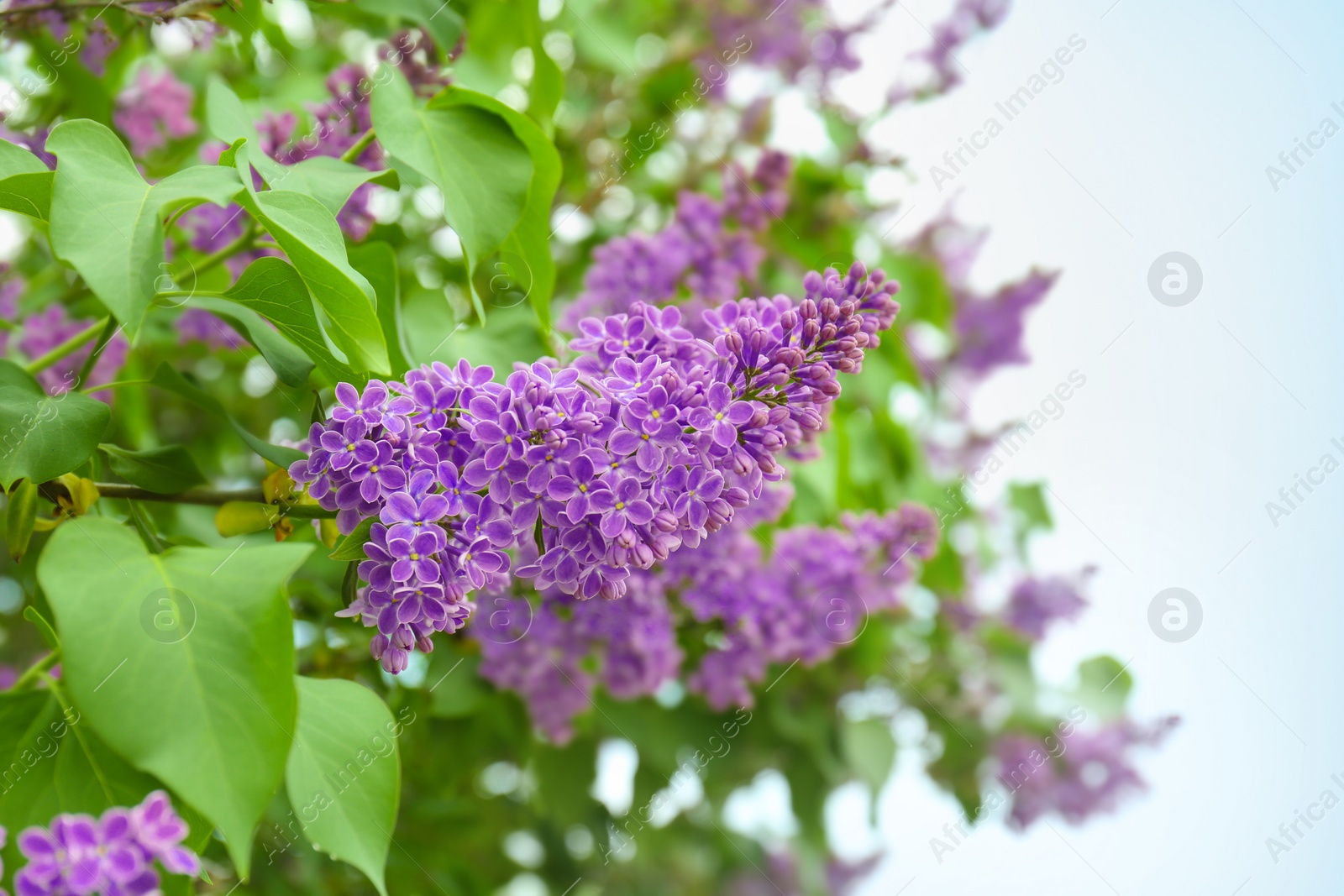 Photo of Blossoming lilac outdoors on spring day