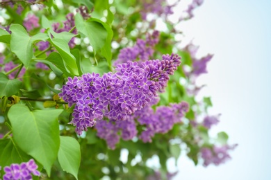 Photo of Blossoming lilac outdoors on spring day