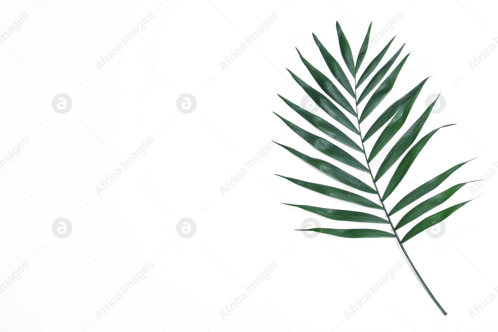 Photo of Beautiful lush tropical leaf on white background, top view