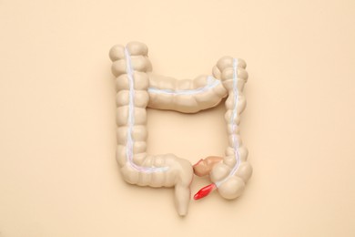 Photo of Anatomical model of large intestine on beige background, top view