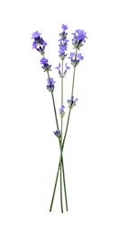 Photo of Beautiful aromatic lavender flowers isolated on white, top view