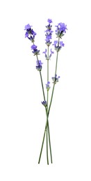 Beautiful aromatic lavender flowers isolated on white, top view