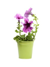 Photo of Petunia in green flower pot isolated on white