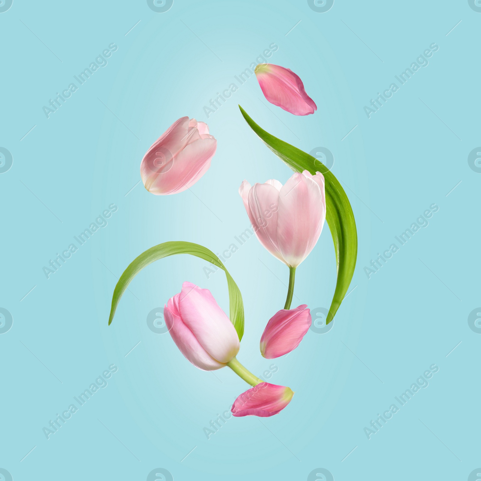 Image of Beautiful pink tulips flying on turquoise background