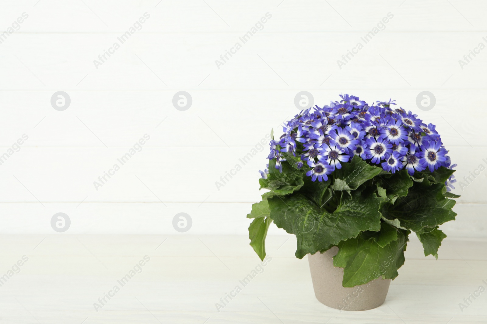 Photo of Beautiful purple cineraria plant in flower pot on white table. Space for text