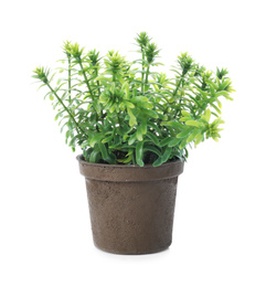 Beautiful artificial plant in flower pot isolated on white