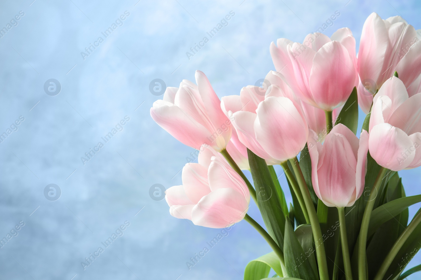 Photo of Beautiful tulips for Mother's Day on color background