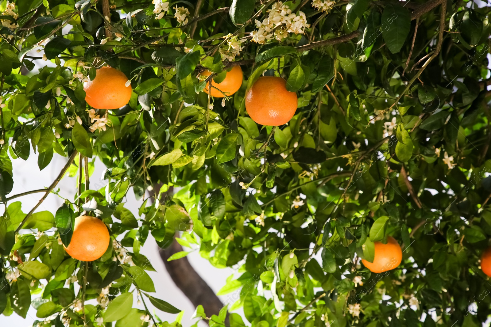 Photo of Fresh ripe grapefruits growing on tree outdoors