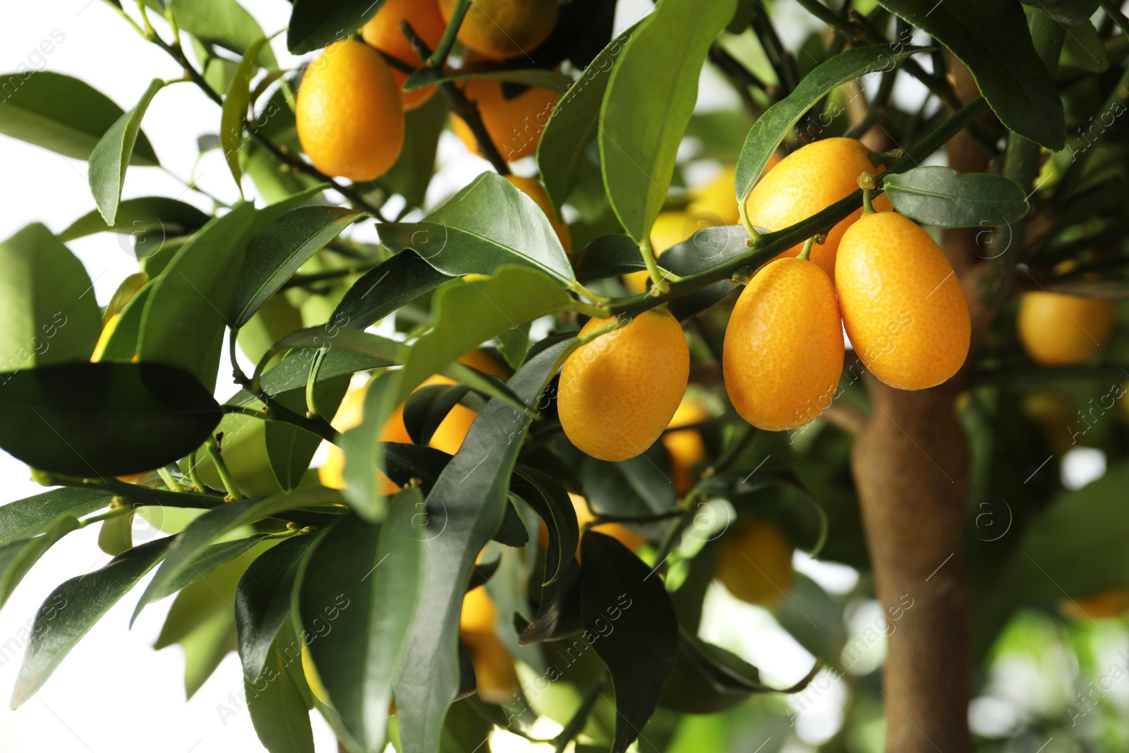 Photo of Kumquat tree with ripening fruits outdoors, closeup