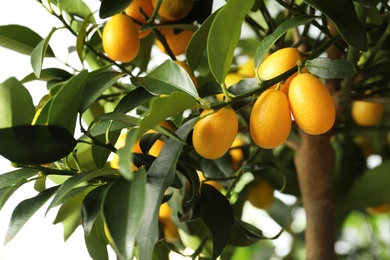 Kumquat tree with ripening fruits outdoors, closeup