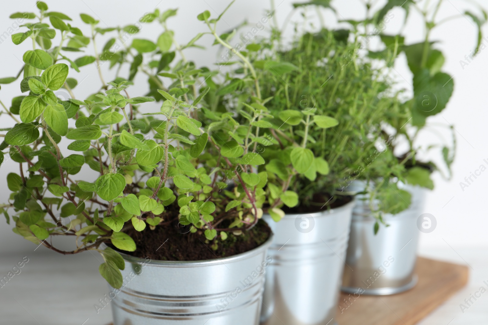 Photo of Closeup view of different aromatic potted herbs on table