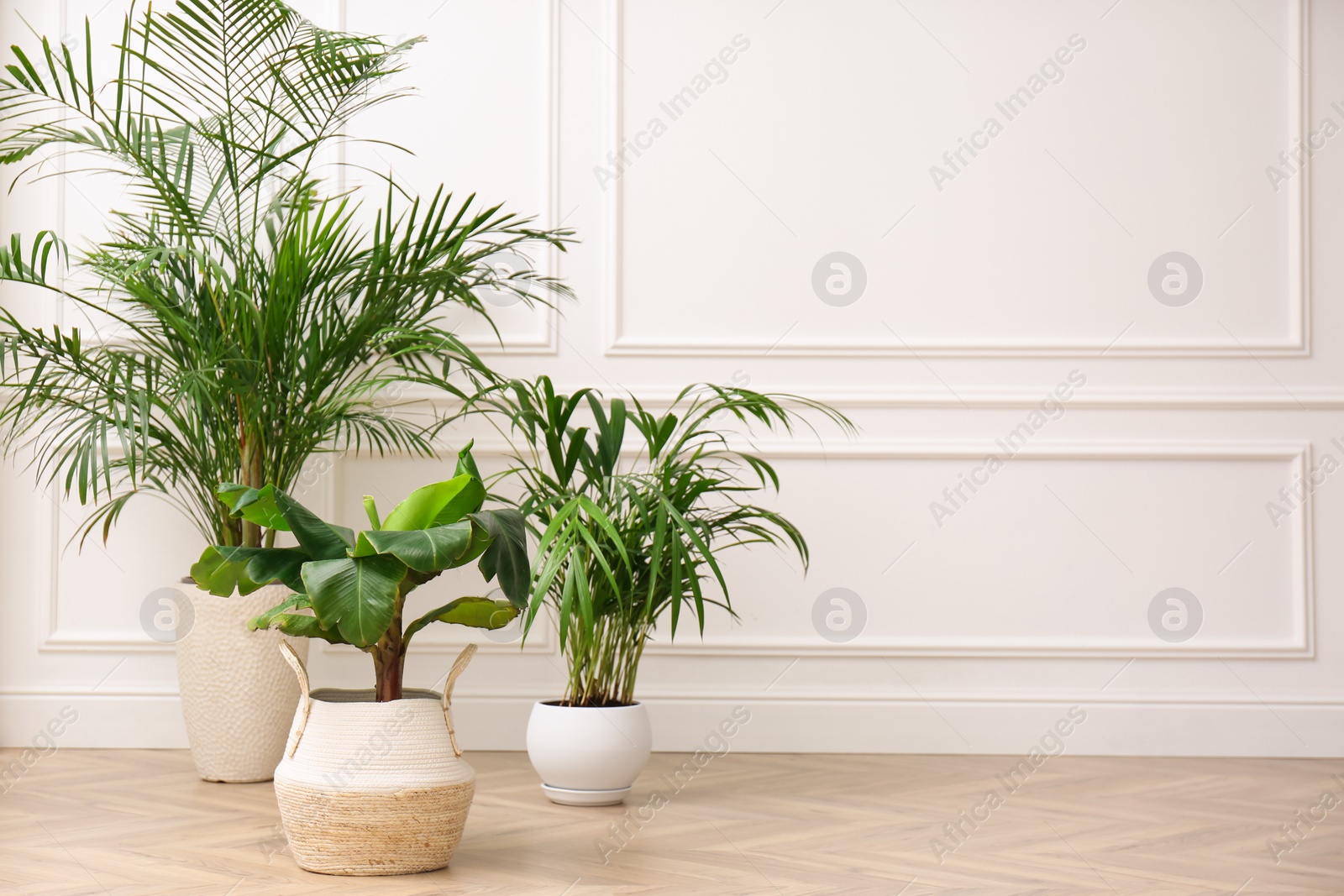 Photo of Different beautiful indoor plants on floor in room, space for text. House decoration