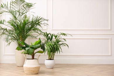 Different beautiful indoor plants on floor in room, space for text. House decoration