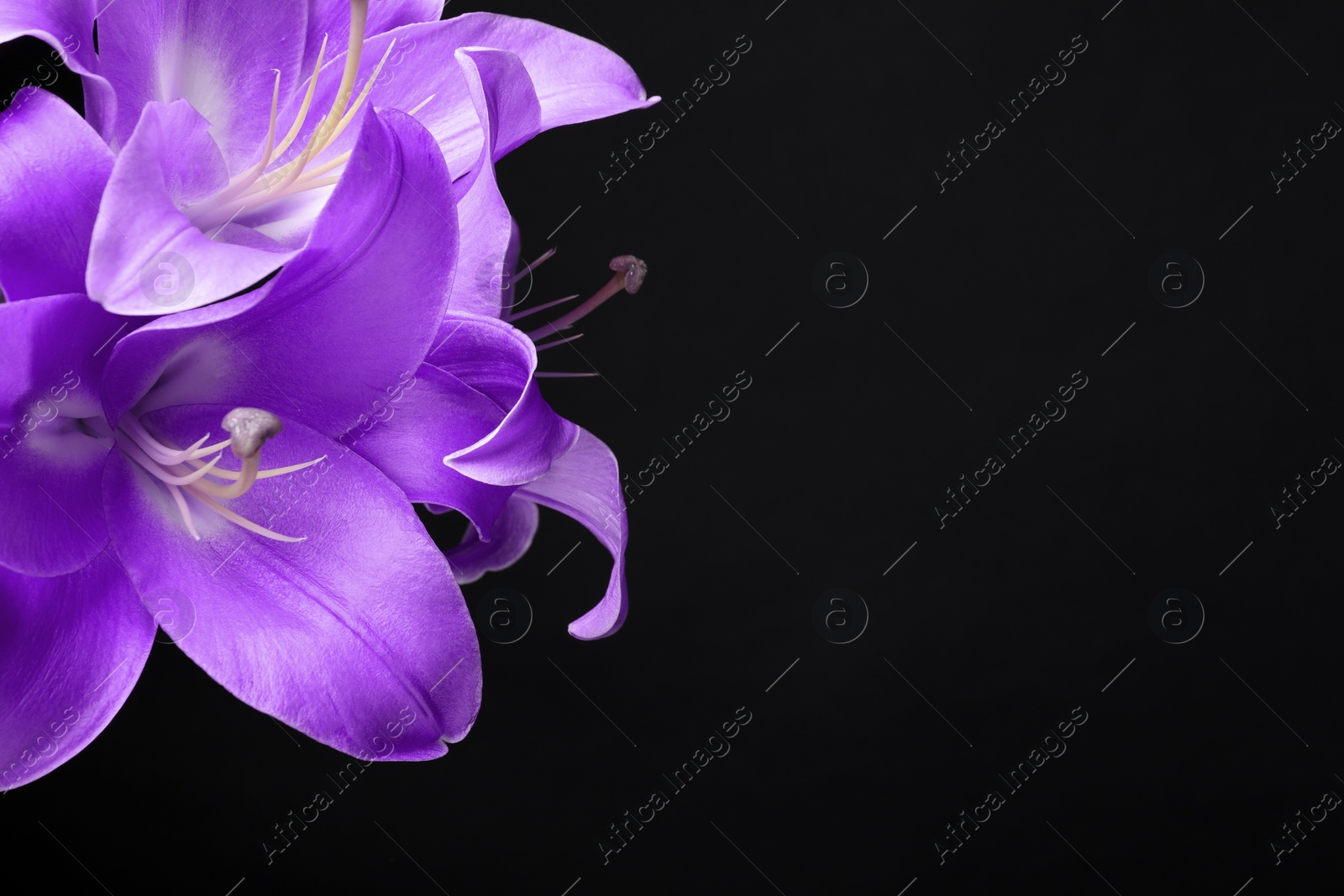 Image of Violet lily flowers on black background, closeup. Funeral attributes