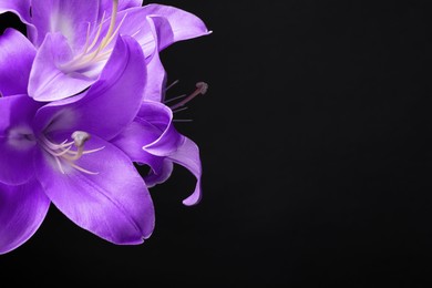 Violet lily flowers on black background, closeup. Funeral attributes