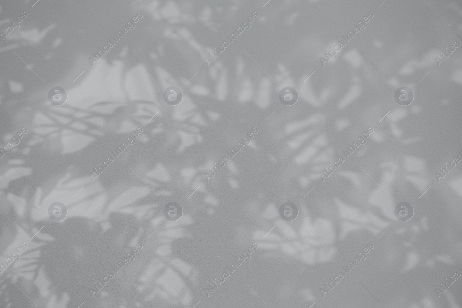 Photo of Shadow of plant falling on white wall, space for text