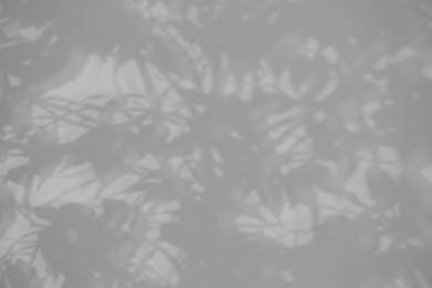 Photo of Shadow of plant falling on white wall, space for text