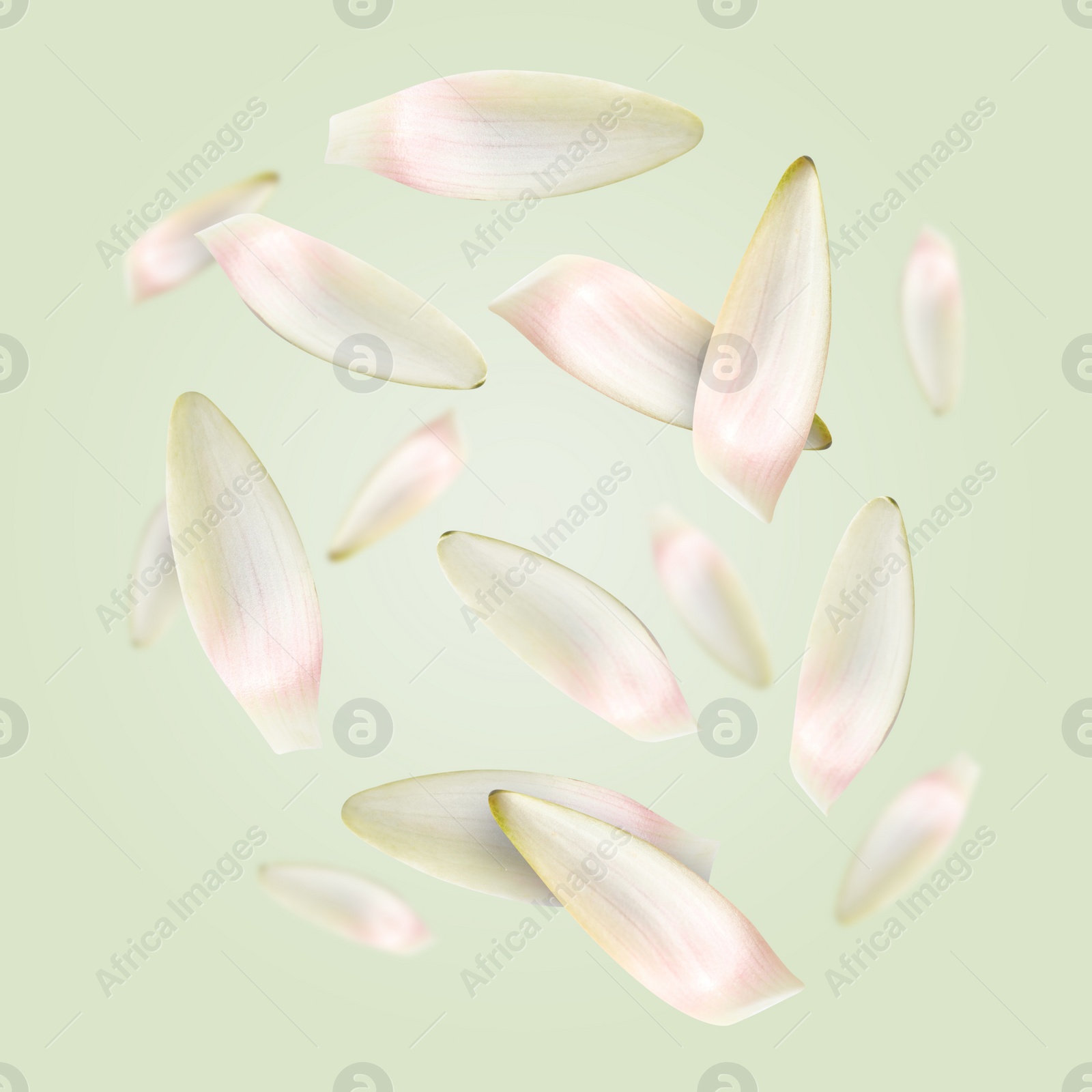 Image of White lotus flower petals falling on light green background