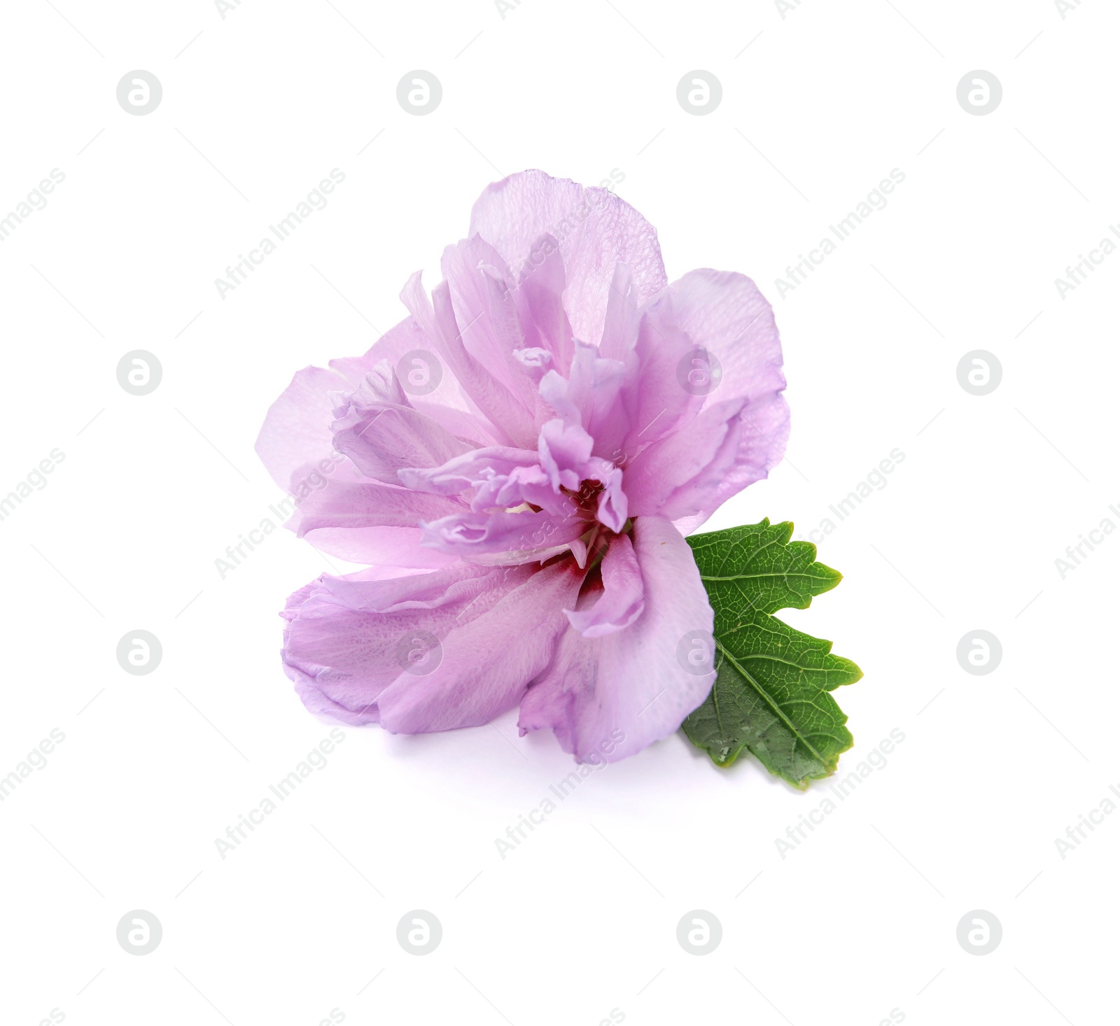 Photo of Beautiful hibiscus flower on white background