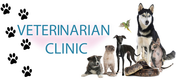 Group of different cute pets and text VETERINARIAN CLINIC on white background. Banner design