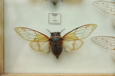 Photo of Beautiful large exotic cicada on white background