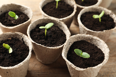 Young seedlings in peat pots on wooden table, closeup