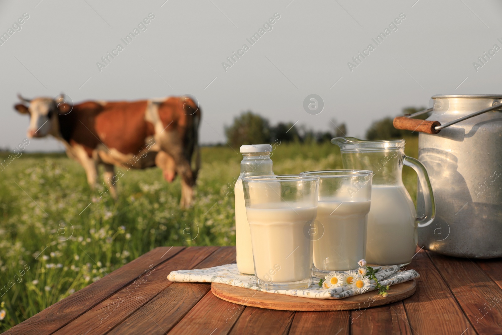 Photo of Milk with camomiles on wooden table and cow grazing in meadow