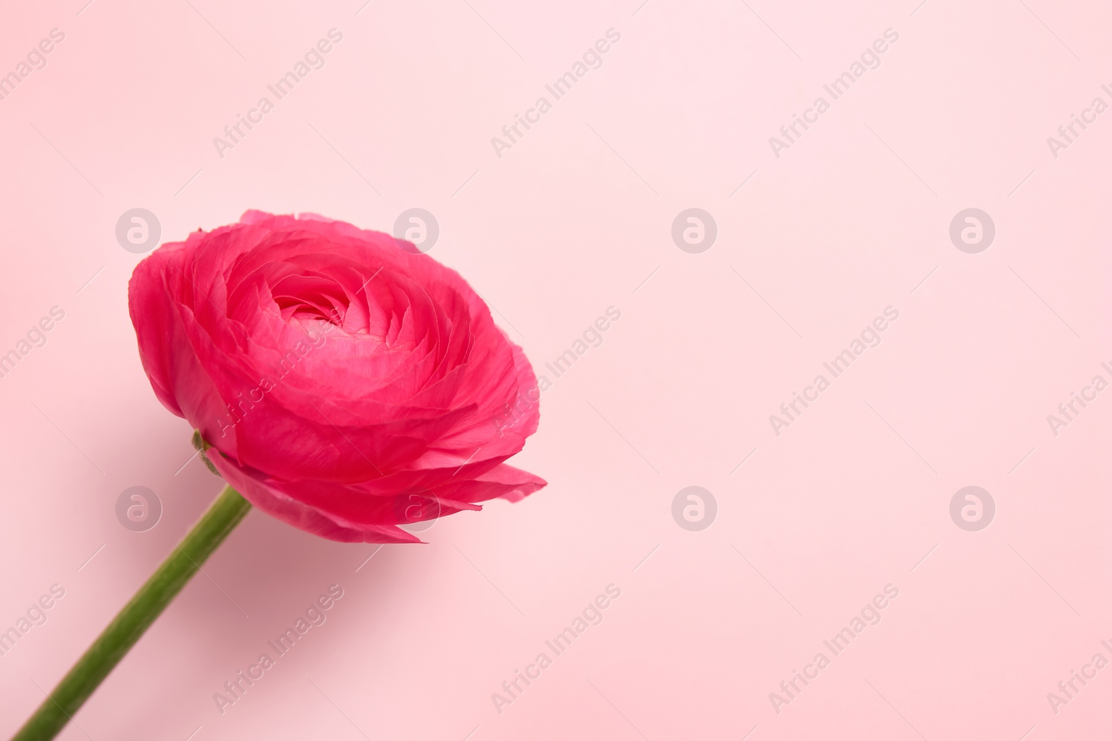 Photo of Beautiful ranunculus flower on color background