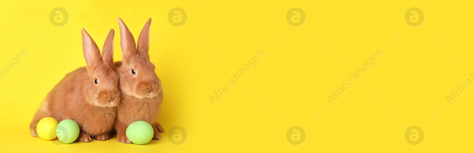 Photo of Cute bunnies and Easter eggs on yellow background