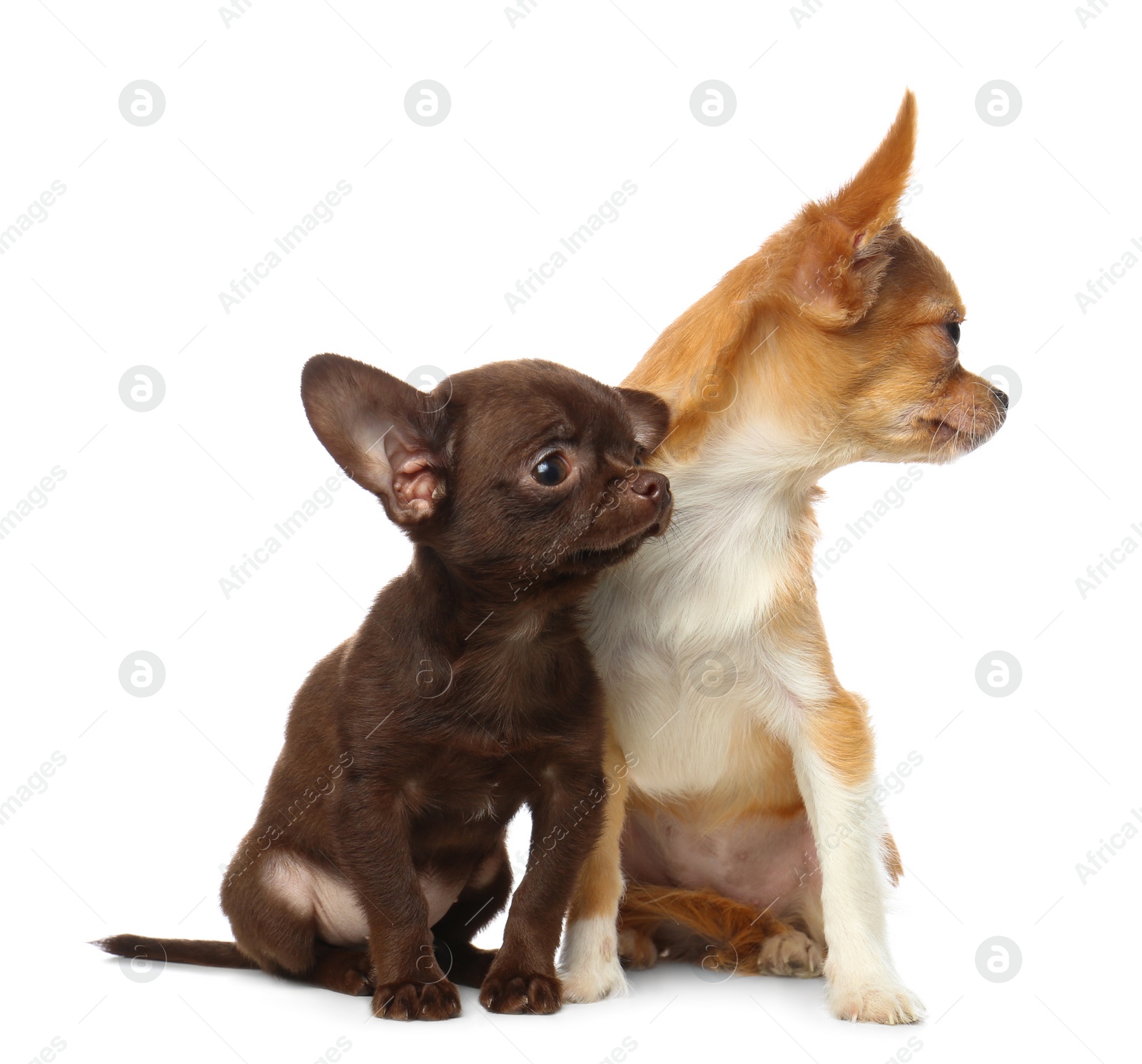 Photo of Cute small Chihuahua dogs on white background