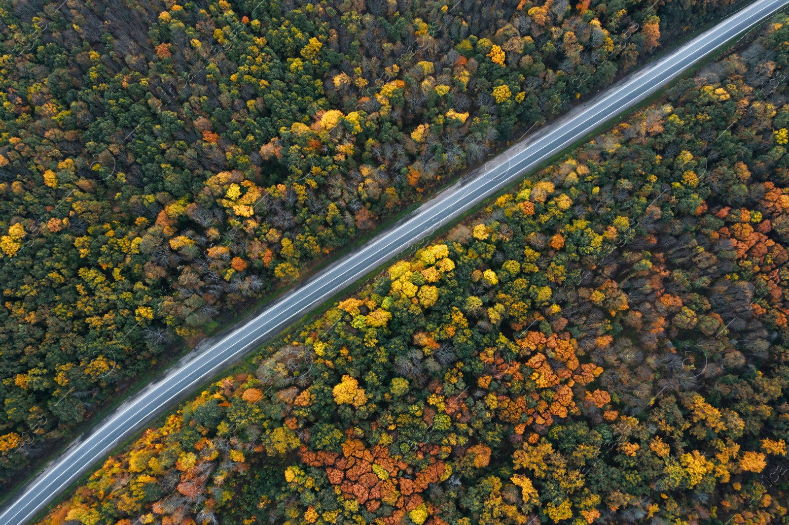 Image of Aerial view of road going through beautiful autumn forest