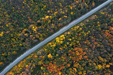 Image of Aerial view of road going through beautiful autumn forest